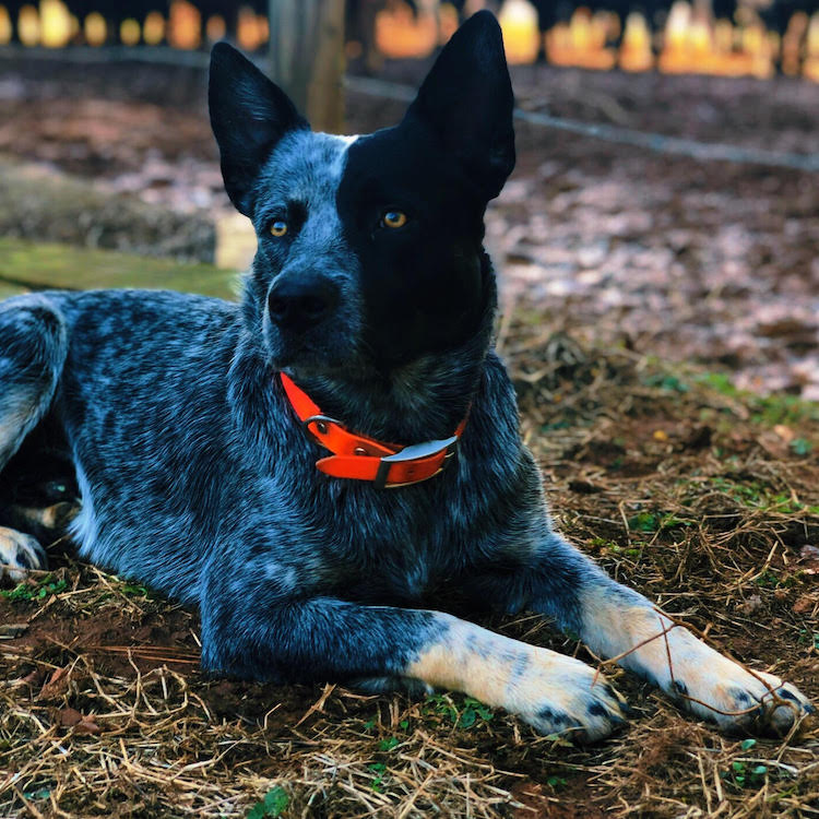 Georgia cattle dog competing for National People's Choice Pup title